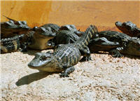 Everglades Alligator Park