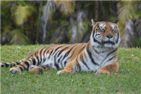 Miami Metro Zoo Bild: Leonardo Da Silva