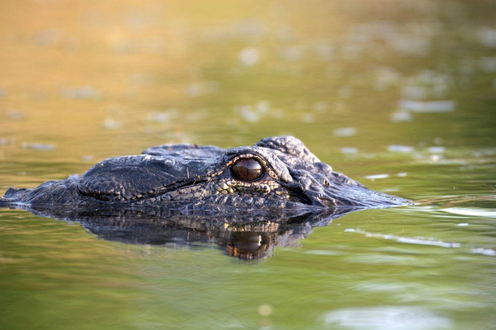 Everglades Miami: Alligator im Wasser